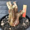 packypodium  cactipes《 S  size》※現地球発根済株※とても特化した独特の自己主張強きフォルムに短枝の為、大変可愛いさも強き一株‼︎※mad black bowl pot植え