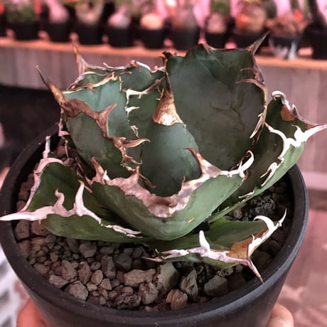 agave  titanota  白鯨《M size》※現地球発根済株※最高の鋸歯に幅広肉厚葉が堪らない一株‼︎※mad black pot植え