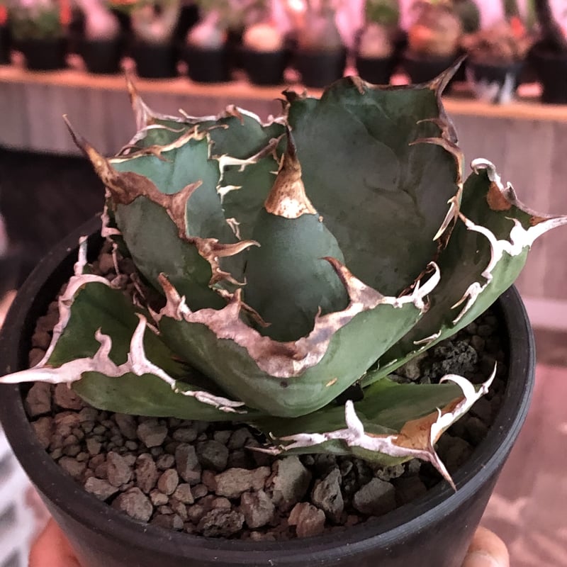 agave titanota 白鯨《M size》※現地球発根済株※最高の鋸歯に幅広肉厚葉