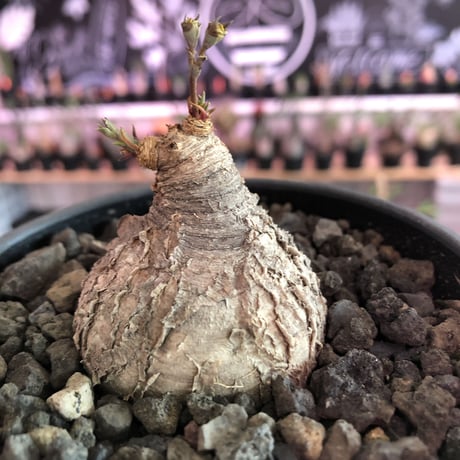 euphorbia subapoda《M size》※枝成長過程から育てる事ができ、ぼってり株で可愛いながらも特に肌質荒い小振りでもvintage感強き一株※mad  black bowl pot植え