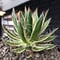 agave filifera ssp.schidigera班入り《大きめM size》※現地球発根後店主国内管理2年株※ボリューム感&美しさ&締まり良き一株※mad black bowl pot植え