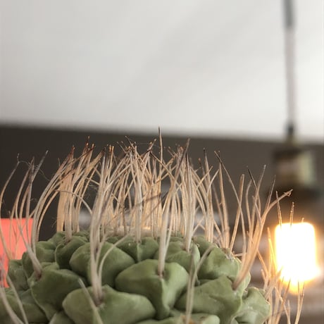 strombocactus 白棘菊水《M size》激希少‼︎現地球発根後店主国内管理13年株※味深さ&美しい樹形balanceな堪らない装い※mad black bowl pot植え