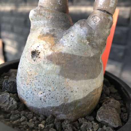 pachypodium gracilius《大きめS size》※現地球発根後店主国内管理2年株※霜降り柄のぼってり株元なバランス良き選抜株※mad black pot植え