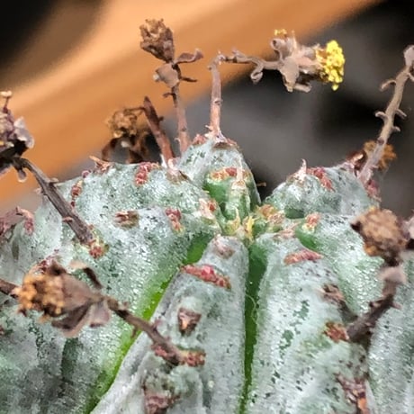 euphorbia horrida var.norveldensis《大きめS size》※現地球株発根済※激希少‼︎どっしり樹形にビンテージ感も強き渾身の一株‼︎※black bowl pot植え