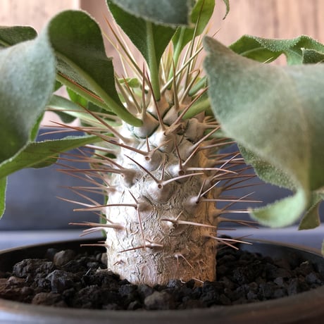 packypodium  namaquanum  光堂《M size》希少極美株‼︎ 冬型パキポ‼︎ ※mad black pot植え　店主管理４年株