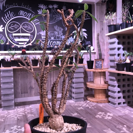 euphorbia    hofstaetteri《L size》希少‼︎