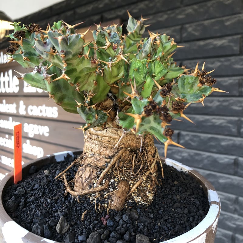 euphorbia tortirama（XL size）※現地球株発根済（店主所有株）※この上