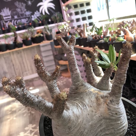 packypodium  gracilius《L size》W-hed※一周年記念vol１※現地球発根済み株‼︎※質良し!リトモン渾身のW-hed※mad black bowl pot植え