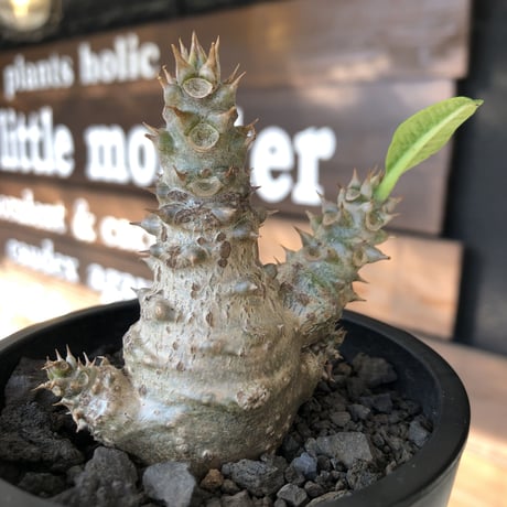 pachypodium windsorii《M size》※選抜littmon seed🌱※weight低き極ぼってり株元&枝振りも◎良樹形※mad black pot植え