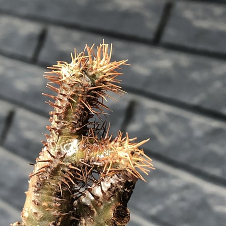 pachypodium gracilius《小さめM size》※希少‼︎極green肌ぼってり樹形※現地球発根後店主国内管理4年株※カラーも樹形も堪らない一株※mad black pot植え