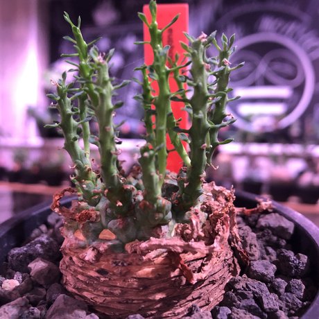 euphorbia gorgonis《M size》※人気🐙タコものユーフォルビア‼︎綺麗な多肉質の葉とかわいくもwildな塊根部分の木質化が魅力※mad  black pot植え