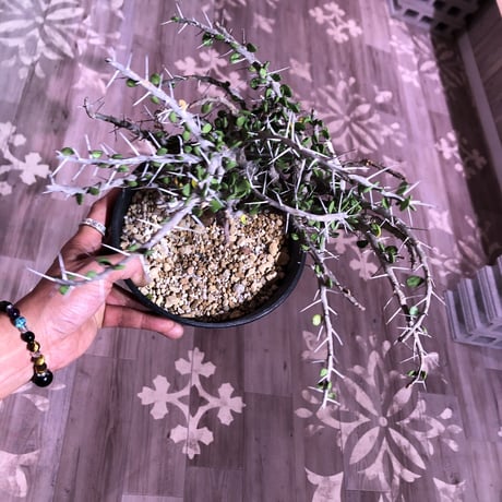 alluaudia    comosa《L size》希少！