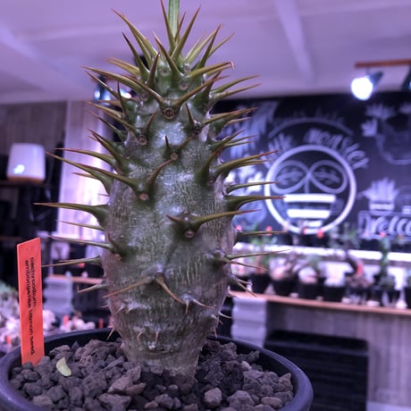 pachypodium  ambongense  littmon seed🌱《L size》驚愕激希少種※リトモン史上最高樹形アンボン‼︎極太激オススメ株※mad black pot植え