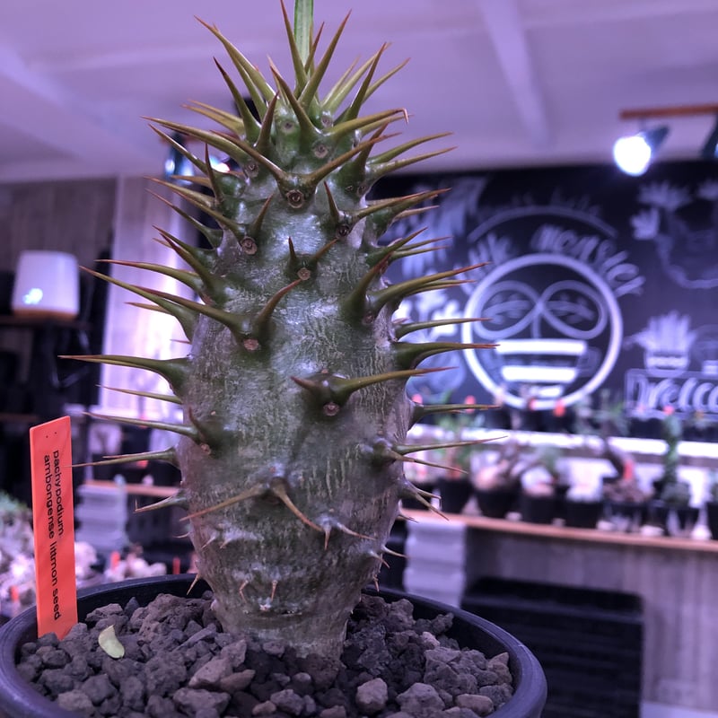 パキポディウムウィンゾリー極上良形実生極太まん丸タイプアンボンゲンセ