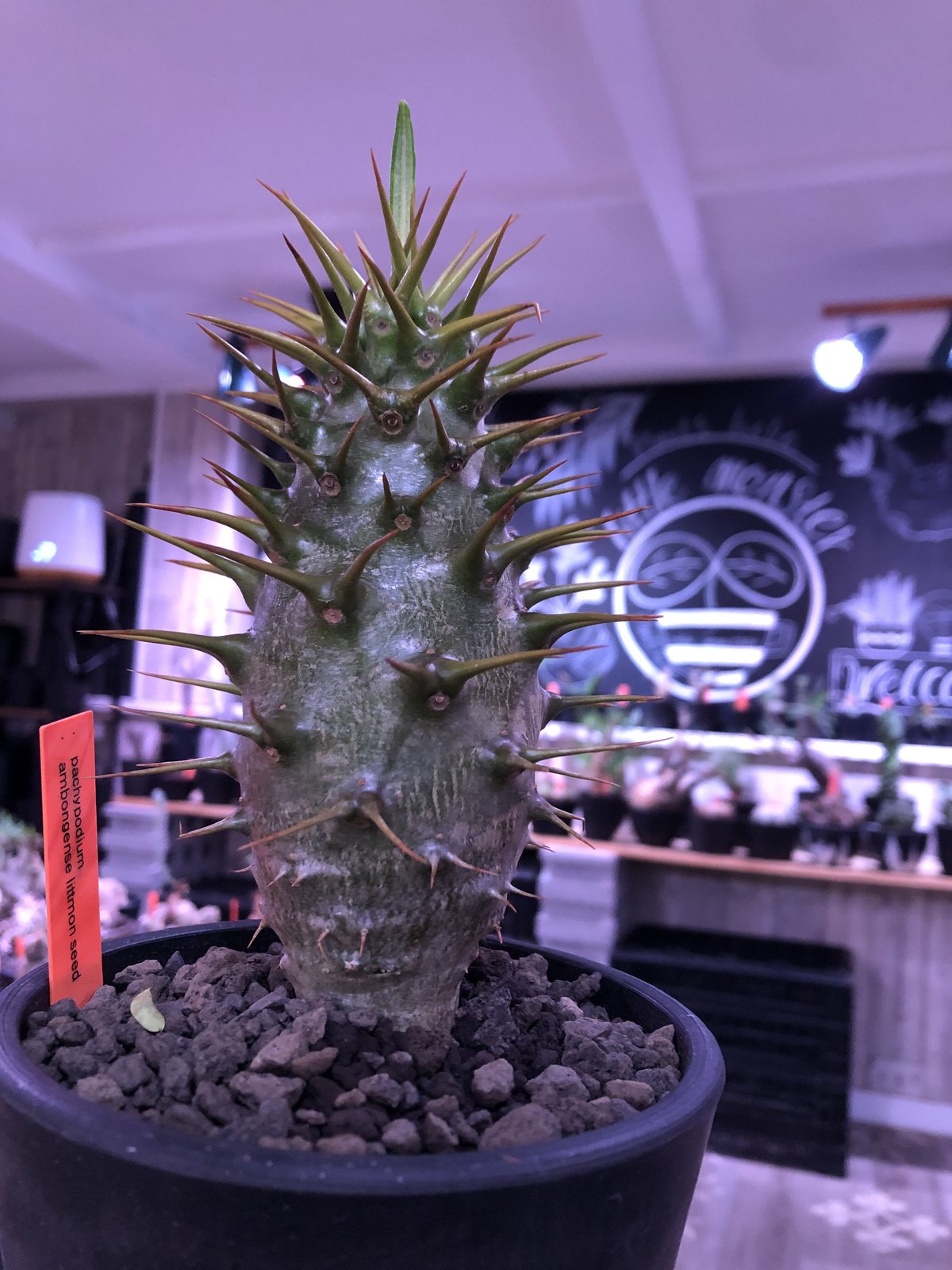 pachypodium ambongense littmon seed🌱《L size》驚