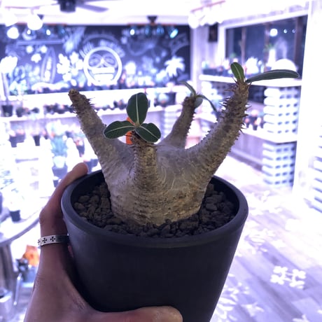 packypodium  makayense《M size》