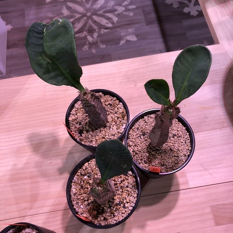 euphorbia    neohumbertii《噴炎竜》M size