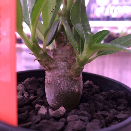 packypodium  windsorii    littmon   seed 🌱《S size》２年半株‼︎
