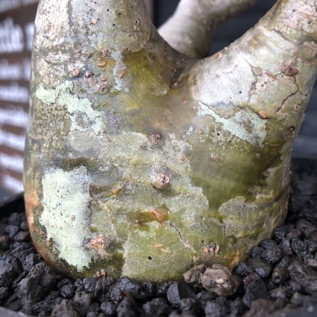 pachypodium gracilius《小さめL size》※現地球発根後店主国内管理3年株※極balance樹形&半端なき躍動する枝振りが堪らない※mad black bowl pot植え