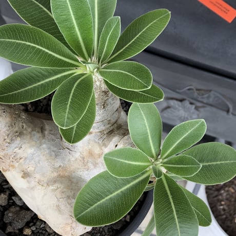 pachypodium  eburneum《L size》※現地球株発根済※メクれ上がった味深き表皮に美しい白肌とのコントラストが堪らない‼︎※mad black bowl pot植え