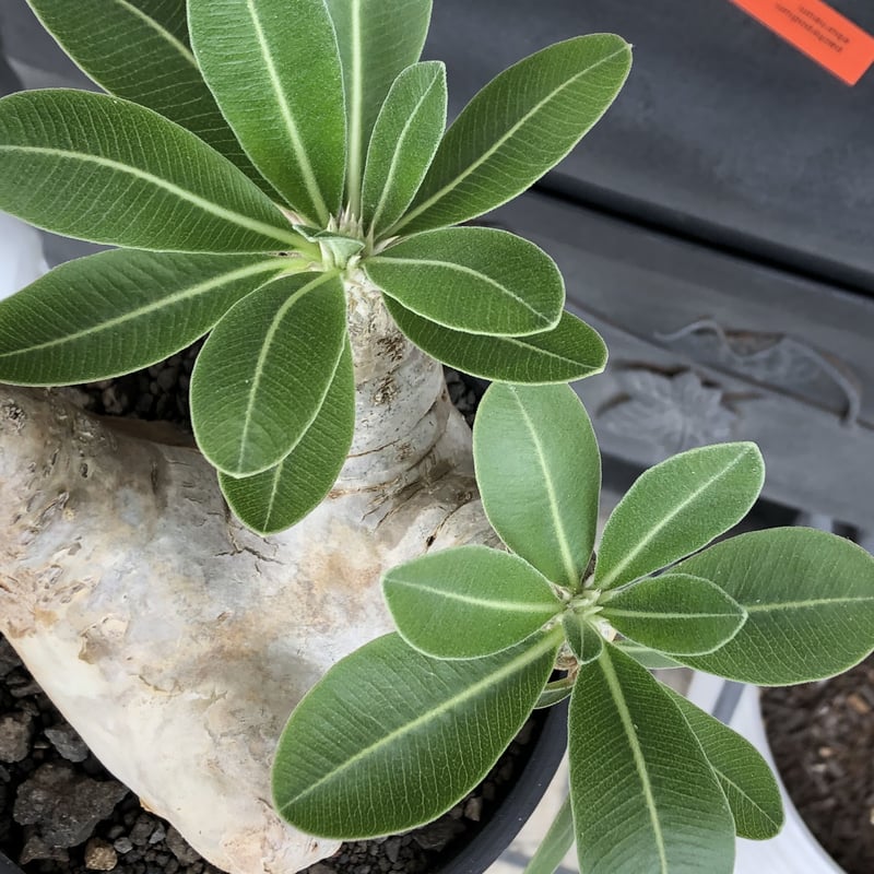 エブレネウム現地球 pachypodium eburneum《L size》※現地球株発根済※メクれ上がった味深