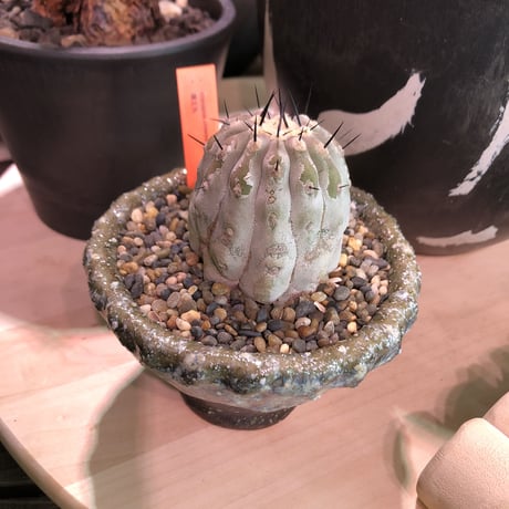 copiapoa   cinerea  黒王丸《M size》希少※現地球株自根株‼︎※店主国内管理2年株※大変白さ&サイズ感&balance良き黒王丸※陶器 pot植え