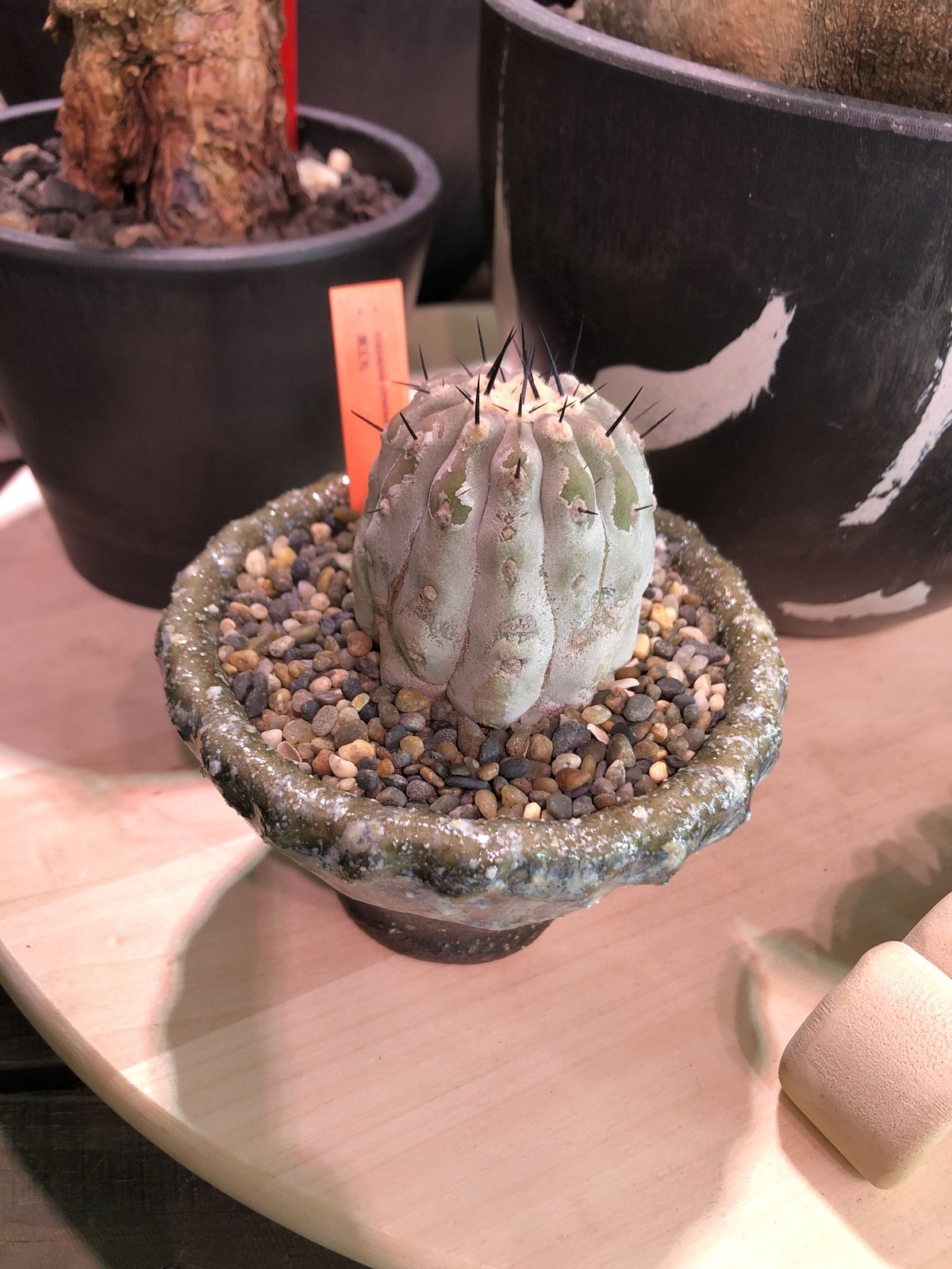 copiapoa cinerea 黒王丸《M size》希少※現地球株自根株‼︎※店主国