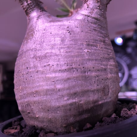 pachypodium  gracilius《M size》極短枝＆ぼってり樹形※現地球発根済株※店主国内管理3年株※美肌でとびきりぼってりなbalance良き一株※mad black pot植え