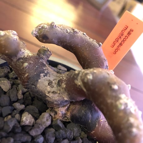 sarcocaulon   multifidum《M size》※枝ぶりbalance良き冬の人気者※mad  black  pot植え