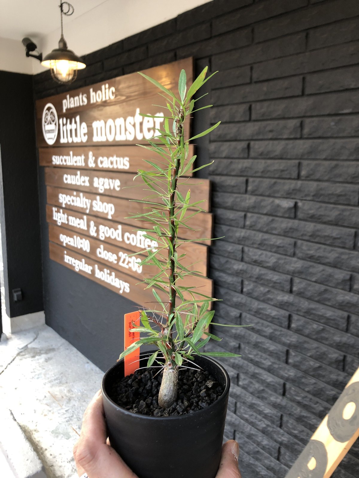 fouquieria purpusii《M size》希少株 | plants holic