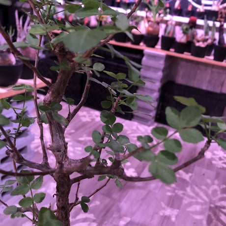 bursera  fagaroides《L  size》※現地球発根済※店主管理5年株※成熟しメクれ上がった表皮＆大変ぷっくりぼってり株元な作り込んだ一株※mad black pot植え
