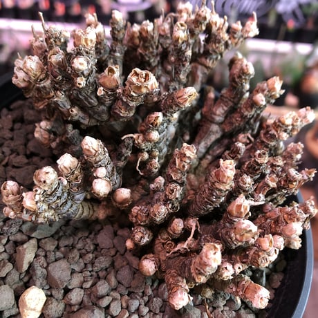 monilaria   pisiformis《L size》激希少群生株  Instagram post株　※冬型caudex‼︎   ※mad black pot植え