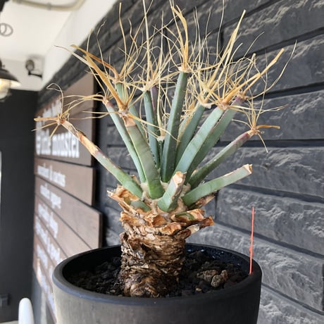 leuchtenbergia  principis 晃山《LL size》大株※現地球株発根済※極太幹を持ち年代物なため極めてワイルドな一株‼︎※mad black bowl pot植え