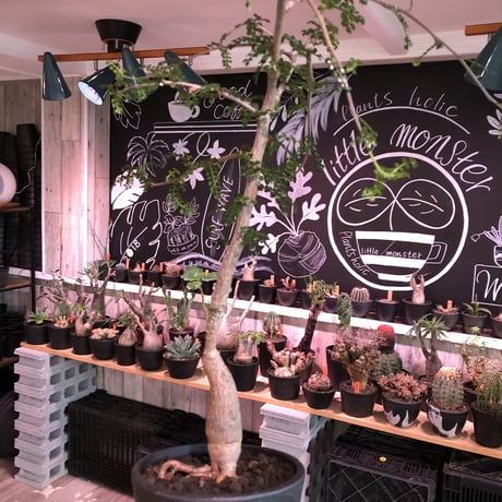 opercullicarya   decaryi  littmon  seed🌱 《6年株》※成長早く例年変化を感じ育てられる上、幹幅もパワータンクも巨大な選抜株※mad  black  pot植え