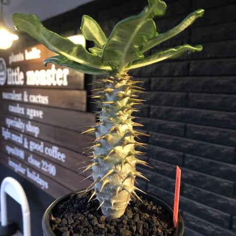 pachypodium  ambongense  littmon seed🌱《大きめM size》希少種※実生でも流通少なき将来有望ぼってり株※mad black pot植え