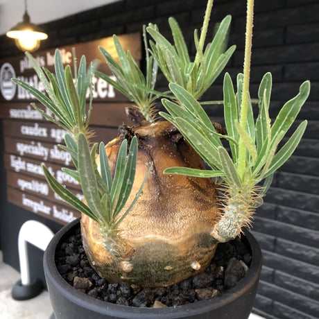pachypodium gracilius《L size》※現地球株発根済（店主所有株）※360度現地焼け表皮&360度胴吹き枝を持つ唯一無二過ぎる渾身の一株※mad black bowl pot植え