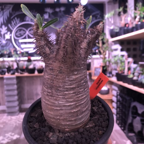 packypodium  gracilius 《M size》 希少‼︎brown肌‼︎※店主国内管理４年株※短枝ぼってりグラキ‼︎ ※現地球発根済み株‼︎※mad black  pot植え