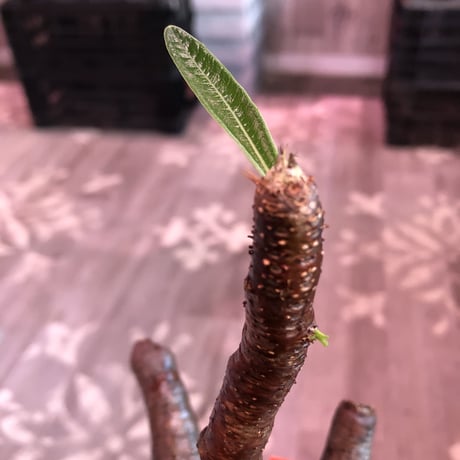 packypodium  gracilius《L size》※現地球発根後店主国内管理7年株※極球体&wildな赤肌&現地焼け際立つ特選株※mad black bowl pot植え