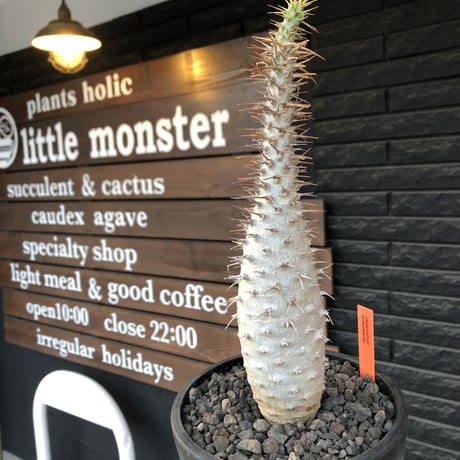 pachypodium  ambongense《L size》驚愕激希少種※現地球発根済株※店主私物株‼︎国内管理5年※現地球ならではの極白肌を持つ良樹形※mad black bowl pot植え