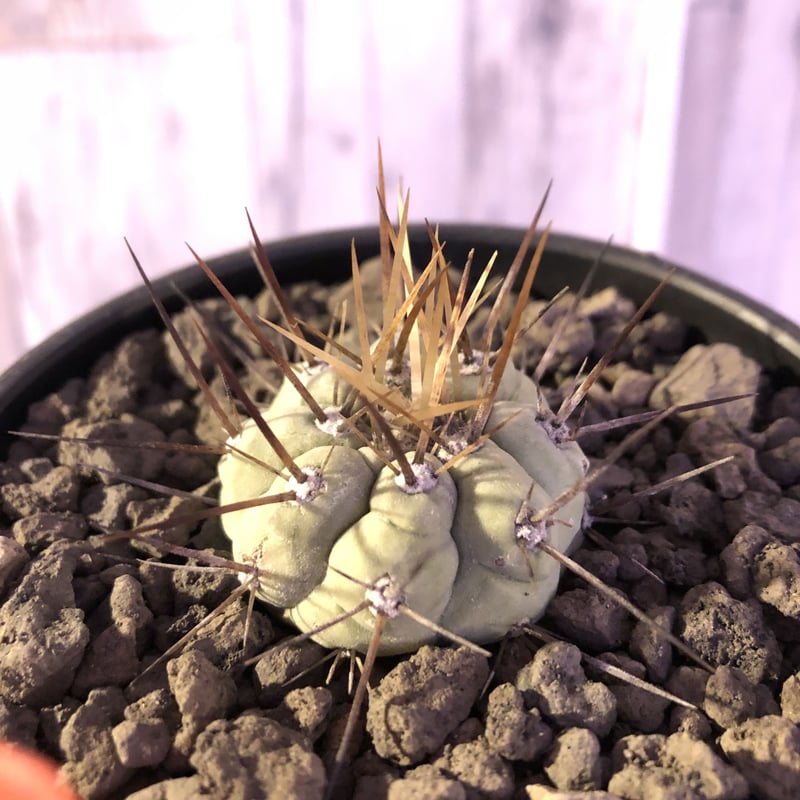 copiapoa cinerea 長棘黒王丸《S size》※現地球株カキ仔自根株 copiapoa cinerea 長棘黒王丸《S size》※現地球株カキ仔自根株