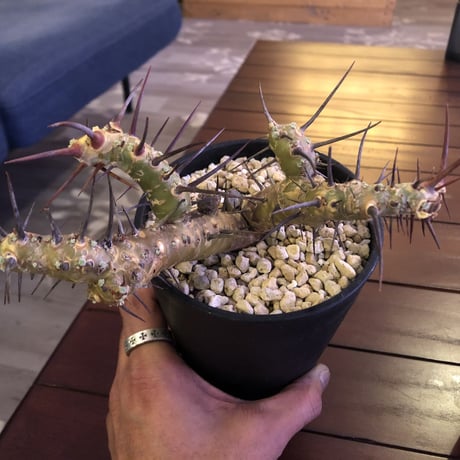 sarcocaulon  herrei（M size）
