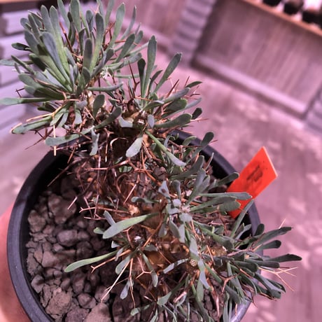 othonna   euphorbioides《大きめM size》black肌‼︎　※大変良きbalance &枝振りなオイデス‼︎オススメ株！※mad black pot植え　