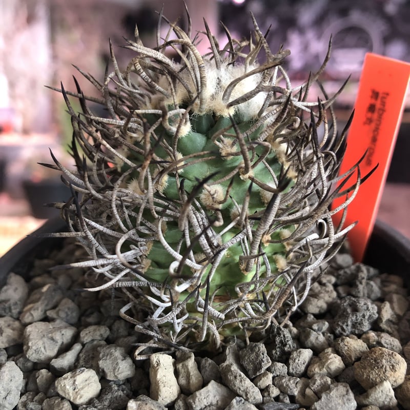 turbinicarpus 昇竜丸《大きめM size》※littmon seed9年株※選抜