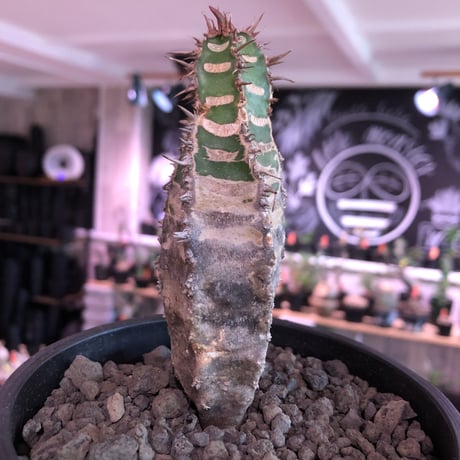euphorbia  neohumbertii《M size 》※現地球発根済株※店主国内管理2年株※ゼブラ模様とold感強き渋カッコいい一株‼︎※mad black pot植え