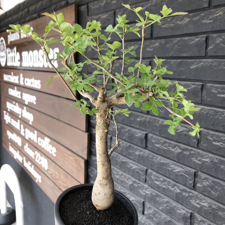 bursera  fagaroides《L size》※現地球発根後店主管理6年株※成熟しメクれ上がった表皮＆weight低くぼってり株元を作り込んだ渾身の一株※mad black pot植え