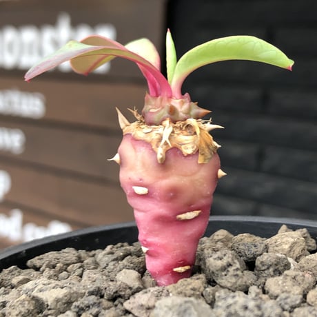 euphorbia viguieri《S size》※現地球株発根済※小振りでピンクカラーが可愛すぎる一株‼︎※mad black pot植え