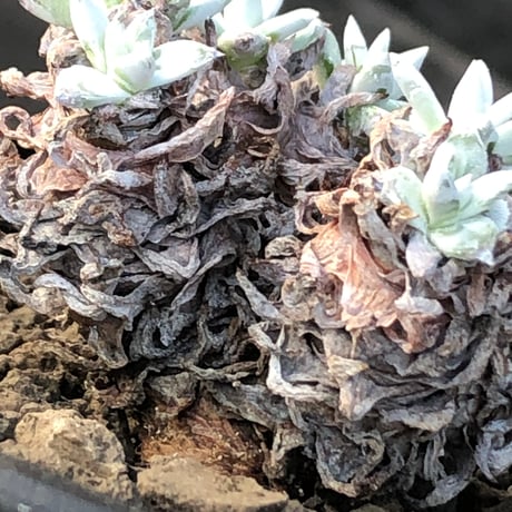dudleya greenei《L size》希少種‼︎※現地球株発根済※流通少なき古株のため味深くそれでいてコントラストがとびきり美しい一株※black bowl pot植え