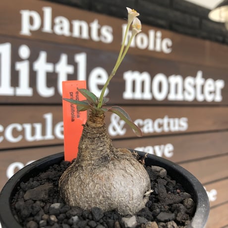 euphorbia primulifolia《大きめM size》※現地球株発根済※丸み強くぼってり樹形の愛くるしさ満点で特に開花時は肌感とのギャップも堪らない※black bowl pot植え