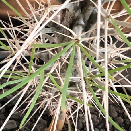 didierea  madagascariensis《大きめM size》※希少種‼︎※現地球株発根済※シルバーの棘に覆われたワイルドさと凛と涼しげに垂れ下がる葉が魅力※black  pot植え