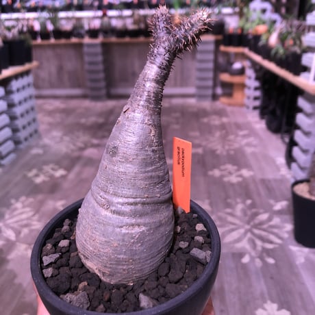 packypodium  gracilius《大きめS  size》※現地球発根済株‼︎※下部にある穴がcharmpointな可愛い一頭枝グラキ‼︎※mad black bowl pot植え